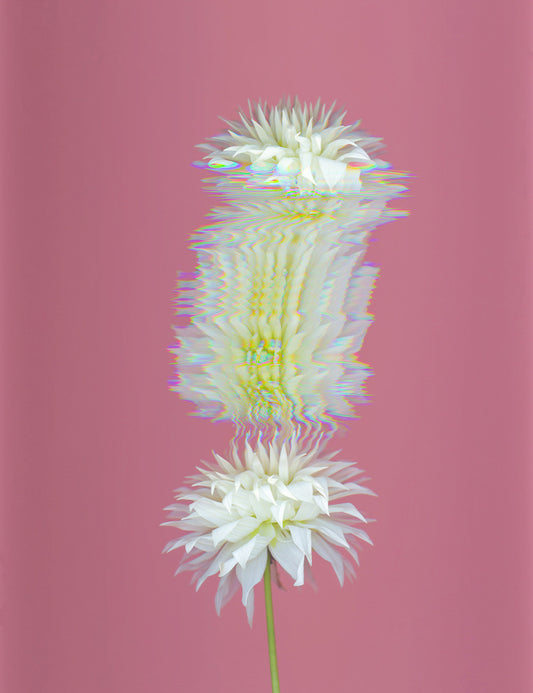 Secret Life Of Flowers - Dahlia 1