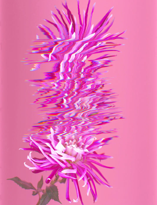 Secret Life Of Flowers - Dahlia 2