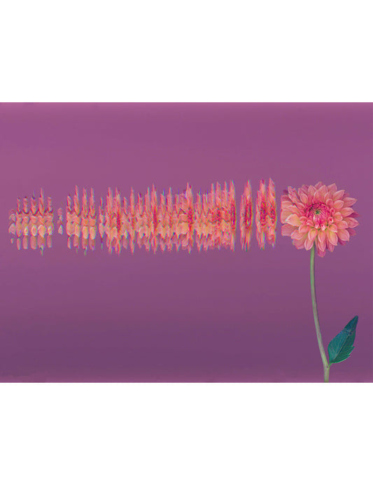 Secret Life Of Flowers - Dahlia 3