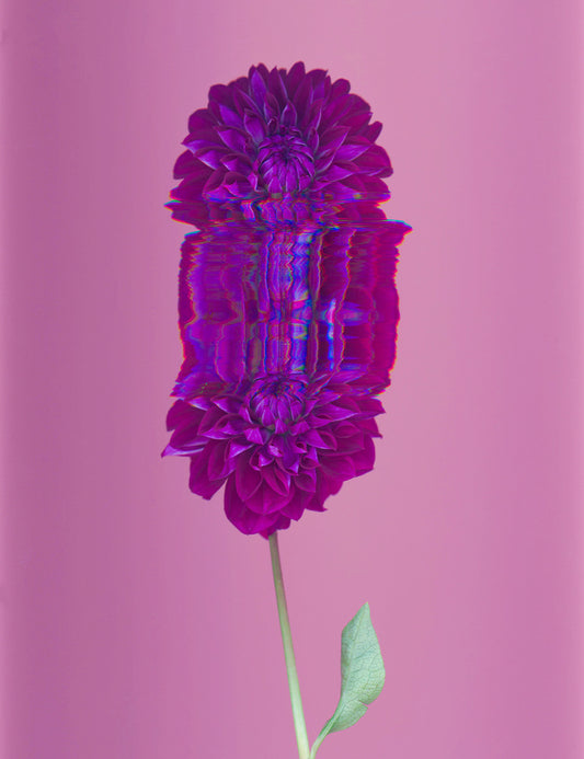 Secret Life Of Flowers - Dahlia 4